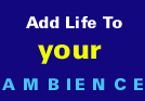 Add Life To Your Ambience