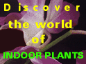 Discover The World Of Indoor Plants