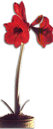 Amaryllis